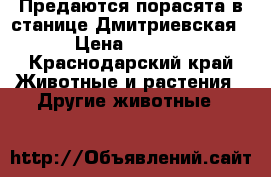 Предаются порасята!в станице Дмитриевская! › Цена ­ 2 500 - Краснодарский край Животные и растения » Другие животные   